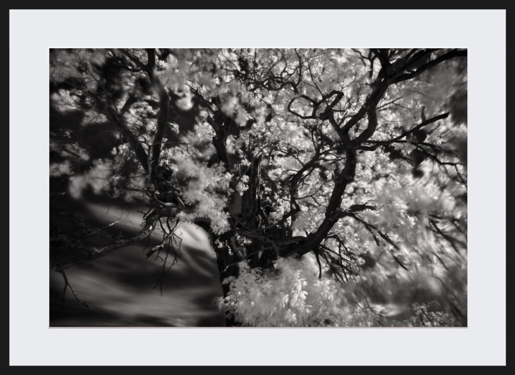 Eagle Poland Collectors prints limited edition fine art photography