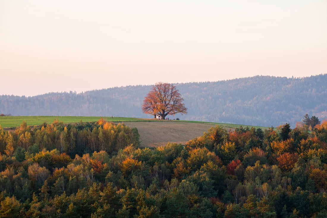There is such a tree…