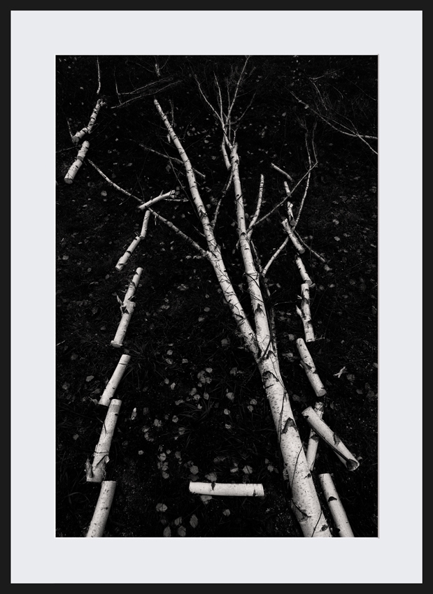 Garden 2 Poland Collectors prints limited edition black and white collection fine art