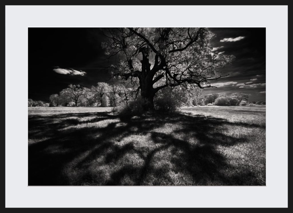 Shaded Eagle collectors prints